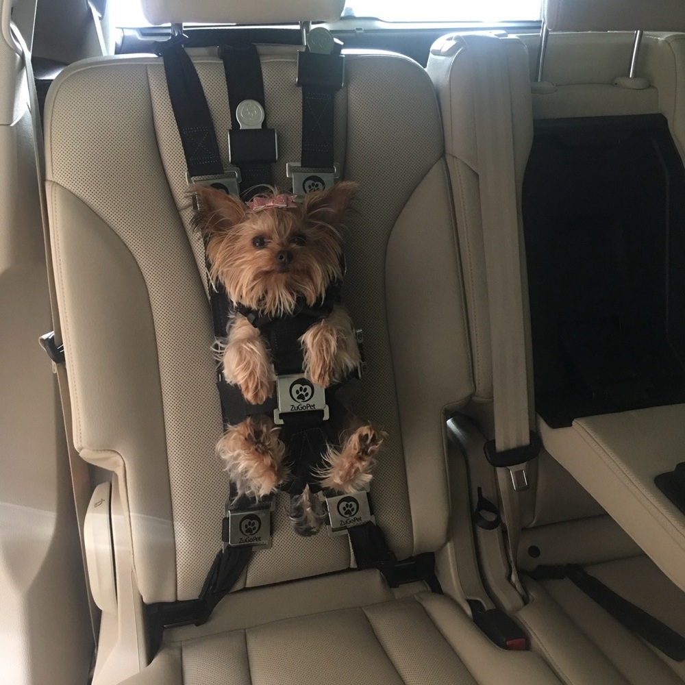 ZugoPet Rocketeer harness